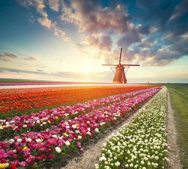 Holanda Holanda Paisaje Holandés Tradicional Con Molino Viento Típico Tulipanes — Foto de Stock
