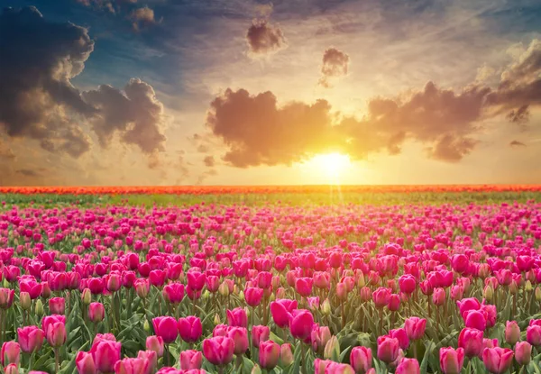 Holanda Holanda Paisaje Holandés Tradicional Con Molino Viento Típico Tulipanes — Foto de Stock