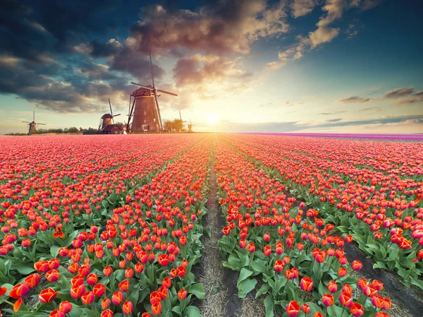 Paysage Hollandais Traditionnel Avec Moulin Vent Des Tulipes Typiques Campagne — Photo