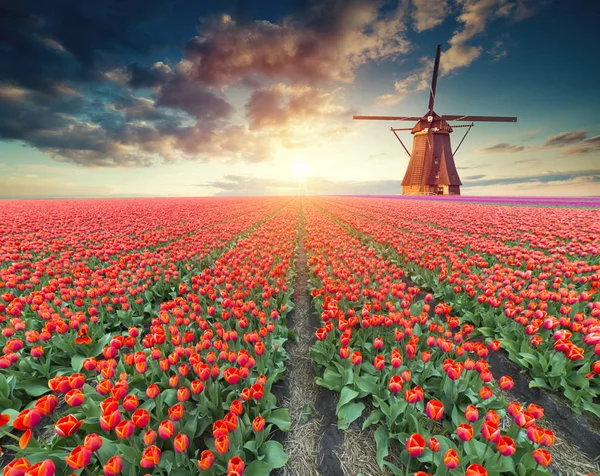Hollanda 'nın geleneksel yel değirmeni ve laleleri ile Hollanda manzarası.