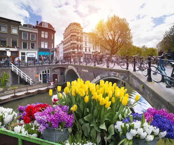 Amsterdam şehrinin ufuk çizgisi, İlkbahar lale çiçeği, Amsterdam, Hollanda.