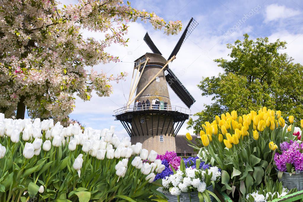 Landscape with tulips, traditional dutch windmills and houses near the canal in Zaanse Schans, Netherlands, Europe.