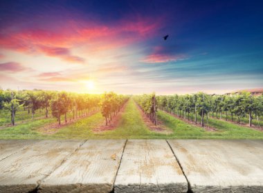 Olgun Şaraplık üzüm Toskana, İtalya üzerinde. Güzel şarap çiftlik, üzüm bağı. Gün batımı ılık ışık.