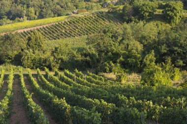 Gün batımında çekilmiş bir üzüm bağının geniş panoramik görüntüsü.