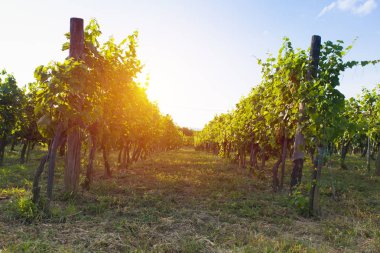 Gün batımında çekilmiş bir üzüm bağının geniş panoramik görüntüsü.