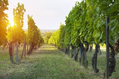 Gün batımında çekilmiş bir üzüm bağının geniş panoramik görüntüsü.