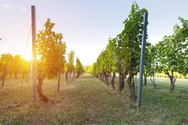 Gün batımında çekilmiş bir üzüm bağının geniş panoramik görüntüsü.