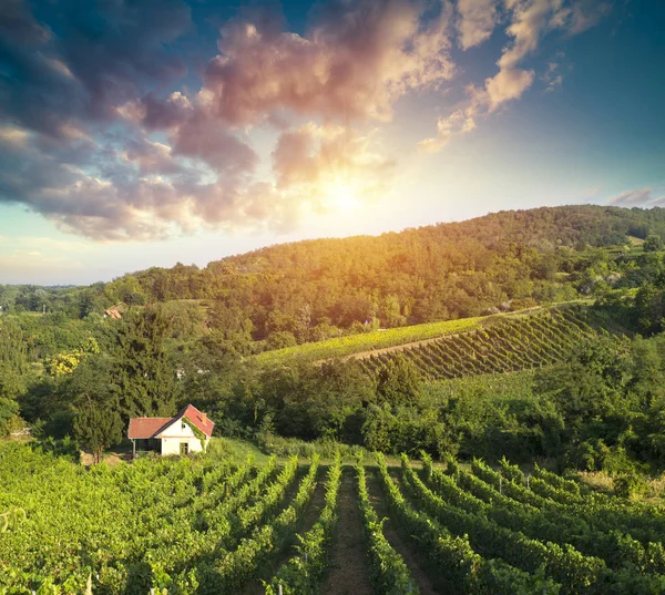 Gün batımında çekilmiş bir üzüm bağının geniş panoramik görüntüsü.