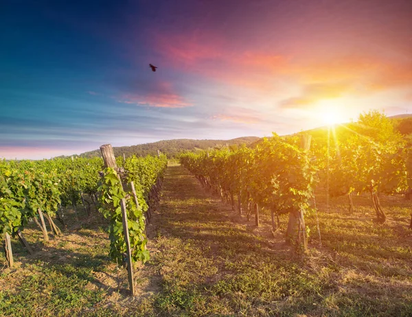 Tiro panorâmico extra largo de uma vinha de verão tirada ao pôr-do-sol — Fotografia de Stock