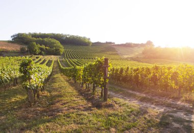 Gün batımında kırsalda olgunlaşmış üzümlerle dolu bir bağ.