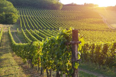 Gün batımında kırsalda olgunlaşmış üzümlerle dolu bir bağ.