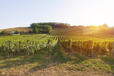 Gün batımında kırsalda olgunlaşmış üzümlerle dolu bir bağ.