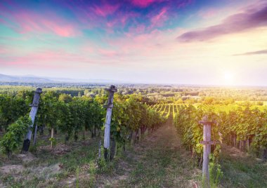 Gün batımında kırsalda olgunlaşmış üzümlerle dolu bir bağ.