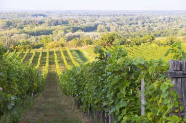 Gün batımında kırsalda olgunlaşmış üzümlerle dolu bir bağ.