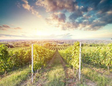 Gün batımında kırsalda olgunlaşmış üzümlerle dolu bir bağ.