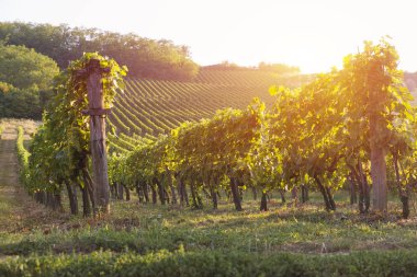 Gün batımında kırsalda olgunlaşmış üzümlerle dolu bir bağ.