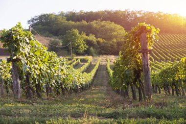 Gün batımında kırsalda olgunlaşmış üzümlerle dolu bir bağ.