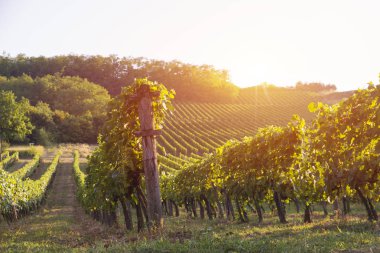 Gün batımında kırsalda olgunlaşmış üzümlerle dolu bir bağ.