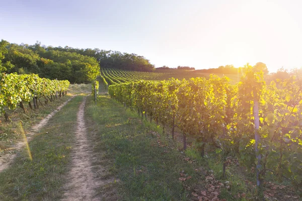 Gün batımında kırsalda olgunlaşmış üzümlerle dolu bir bağ.