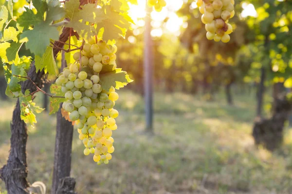 Viñedo Con Uvas Maduras Campo Atardecer —  Fotos de Stock