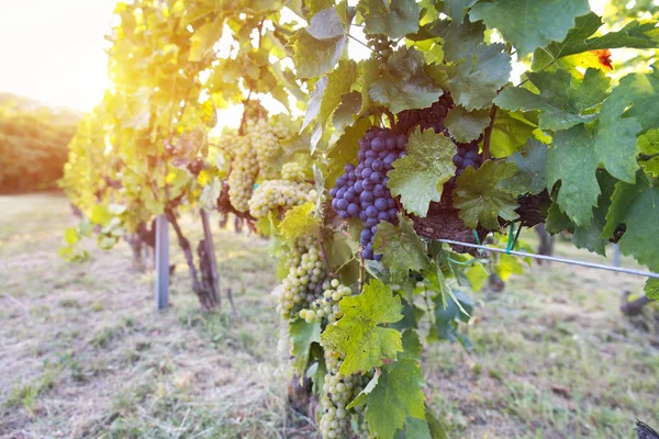 Wijngaard Met Rijpe Druiven Het Platteland Bij Zonsondergang — Stockfoto