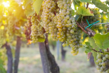 Gün batımında kırsalda olgunlaşmış üzümlerle dolu bir bağ.
