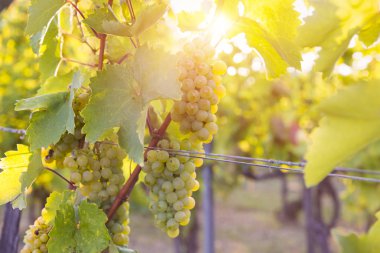 Gün batımında kırsalda olgunlaşmış üzümlerle dolu bir bağ.