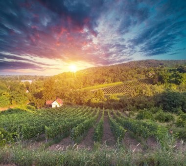 Gün batımında kırsalda olgunlaşmış üzümlerle dolu bir bağ.