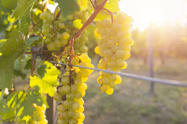 Wijngaard Met Rijpe Druiven Het Platteland Bij Zonsondergang — Stockfoto