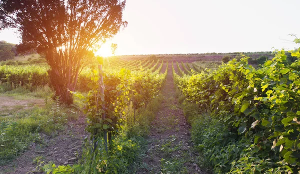 Viñedo Con Uvas Maduras Campo Atardecer — Foto de Stock