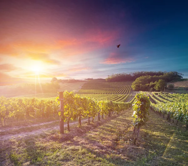 Rijpe Wijndruivenrassen Wijnstokken Toscane Italië Pittoreske Wijnboerderij Wijngaard Zonsondergang Warm — Stockfoto