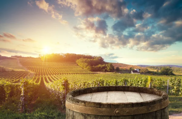 Ripe Wine Grapes Vines Tuscany Italy Picturesque Wine Farm Vineyard — Stock Photo, Image