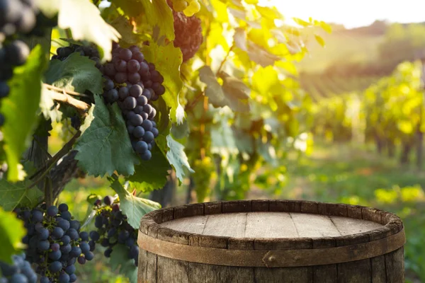 Wijngaard Met Rijpe Druiven Het Platteland Bij Zonsondergang — Stockfoto