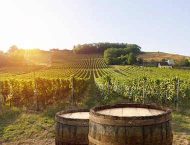 Gün batımında kırsalda olgunlaşmış üzümlerle dolu bir bağ.