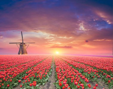 Hollanda kanalı boyunca Hollanda yel değirmenleri olan canlı pembe laleler