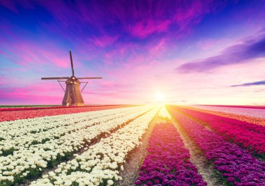 Hollanda kanalı boyunca Hollanda yel değirmenleri olan canlı pembe laleler
