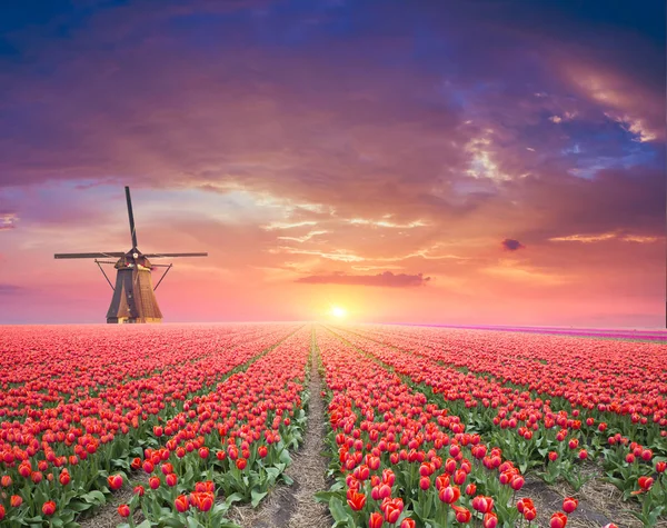 Vibrantes Tulipanes Rosados Con Molinos Holandeses Largo Canal Países Bajos — Foto de Stock