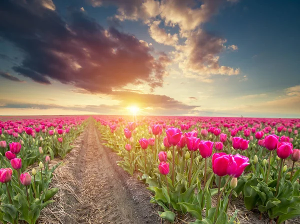 Vibrantes Tulipanes Rosados Con Molinos Holandeses Largo Canal Países Bajos — Foto de Stock