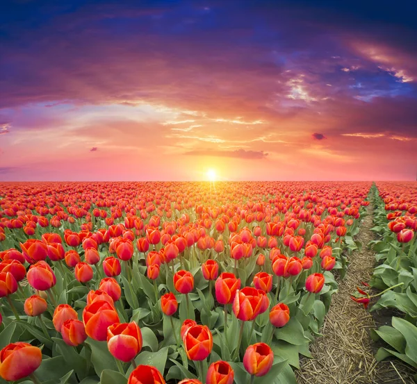 Vibrantes Tulipanes Rosados Con Molinos Holandeses Largo Canal Países Bajos — Foto de Stock