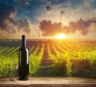 Gün batımında çekilmiş bir üzüm bağının geniş panoramik görüntüsü.