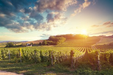 Gün batımında çekilmiş bir üzüm bağının geniş panoramik görüntüsü.