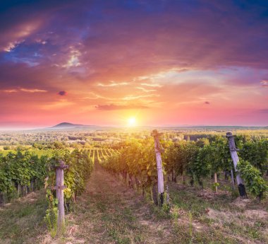 Gün batımında çekilmiş bir üzüm bağının geniş panoramik görüntüsü.