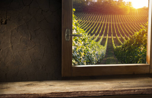Extra wide panoramic shot of a summer vineyard shot at sunset