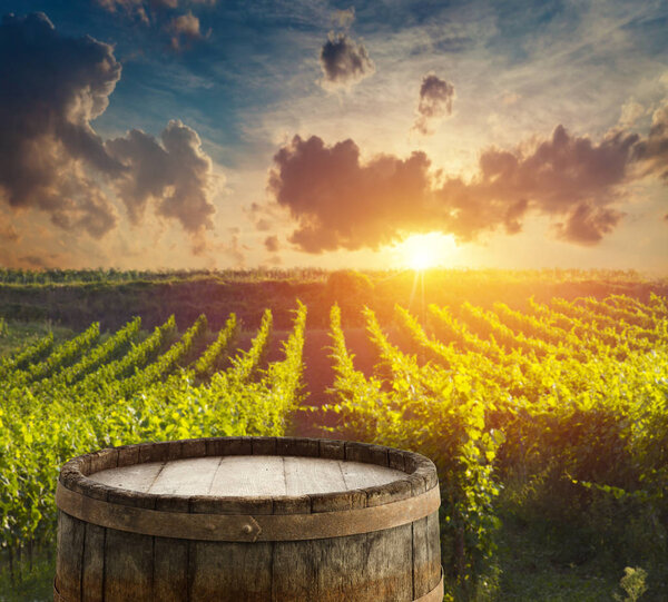 Extra wide panoramic shot of a summer vineyard shot at sunset