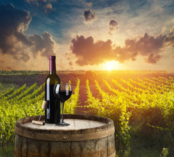 Extra Wide Panoramic Shot Summer Vineyard Shot Sunset Royalty Free Stock Images