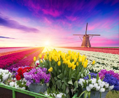 Hollanda 'nın geleneksel yel değirmeni ve laleleri ile Hollanda manzarası