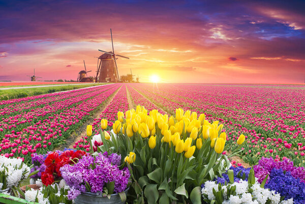 traditional Netherlands Holland dutch scenery with one typical windmill and tulips, Netherlands countryside