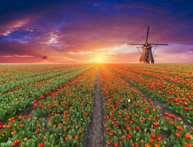 Hollanda yel değirmenleri için önde gelen Rotterdam kanala yolun. Holland. Hollanda