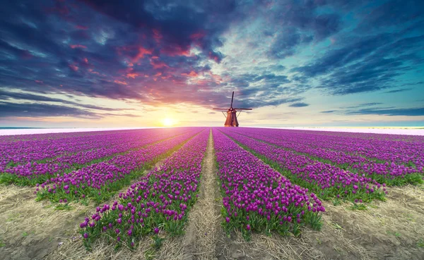 Jalan Menuju Kincir Angin Belanda Dari Kanal Rotterdam Belanda Belanda — Stok Foto