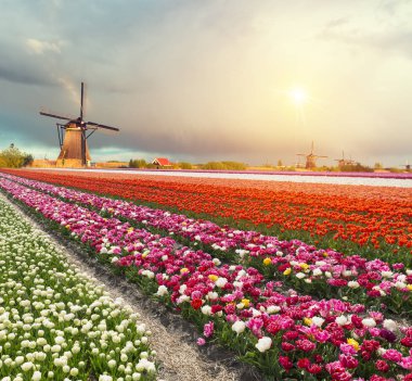 Hollanda yel değirmenleri için önde gelen Rotterdam kanala yolun. Holland. Hollanda
